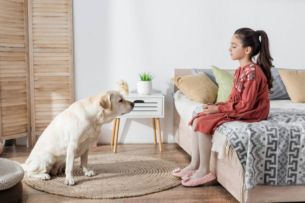 side view of brunette girl sitting on bed opposite yellow labrador - Photo, image