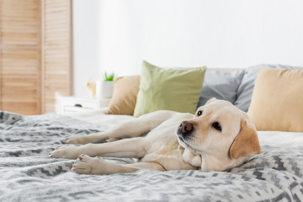 собака-лабрадор отдыхает на мягкой кровати дома - Фото, изображение