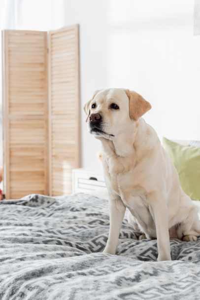 labrador sedí doma na měkké posteli - Fotografie, Obrázek