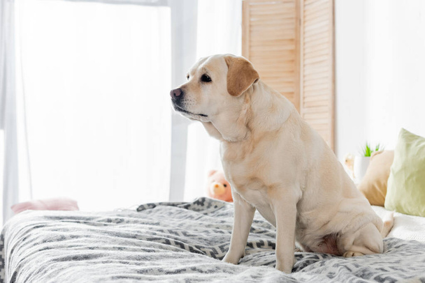 yellow labrador looking away while sitting on bed at home - Fotó, kép