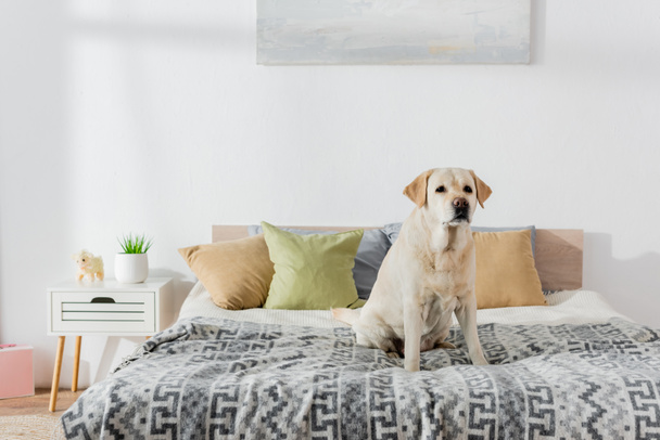 labrador dog sitting on soft bed near pillows  - Fotoğraf, Görsel