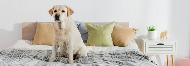 labrador sitting on bed near pillows and bedside table, banner - Fotoğraf, Görsel