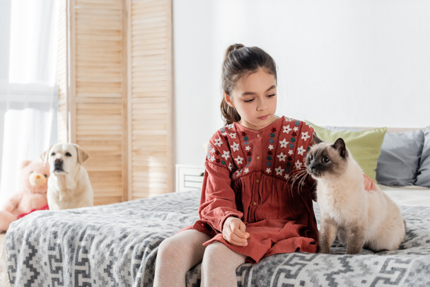 girl stroking cat while sitting on bed near labrador on blurred background - Photo, Image