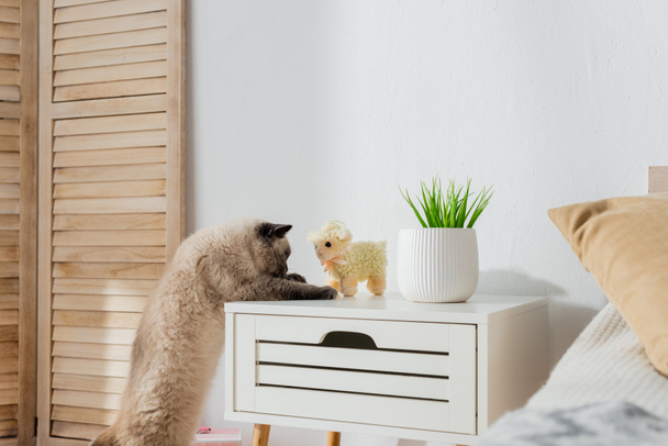 curious cat looking at toy lamb on bedside table - 写真・画像