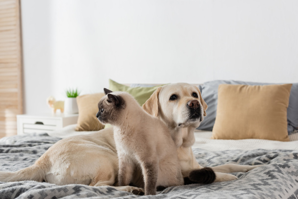 labrador perro y gato acostado en cama suave cerca de almohadas borrosas - Foto, Imagen