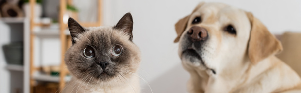 funny cat looking away near blurred labrador at home, banner - Photo, Image