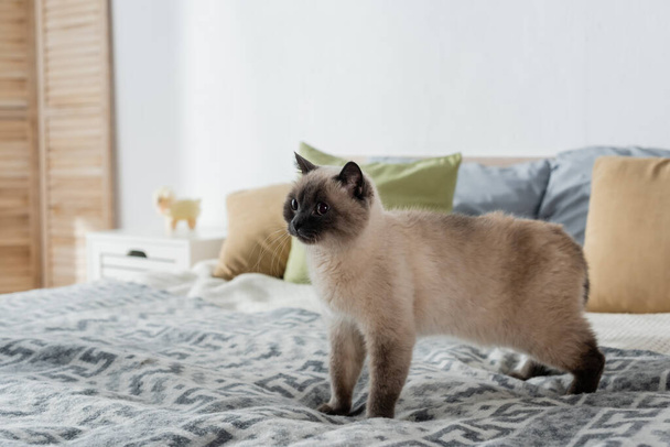 furry cat standing on soft bed at home - Фото, зображення