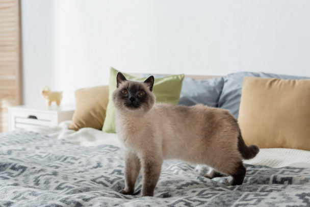 пушистый кот стоит на кровати и смотрит вверх - Фото, изображение