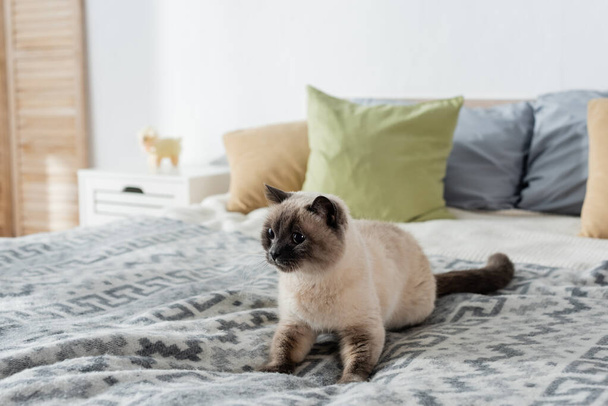 cat lying on cozy bed near soft pillows on blurred background - Foto, Imagen