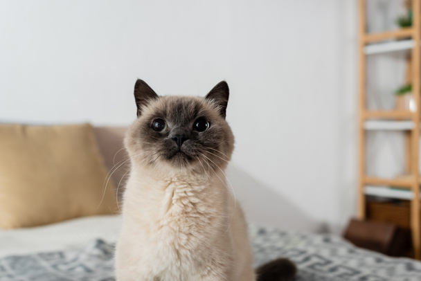 domestic cat sitting on blurred background at home - Photo, Image