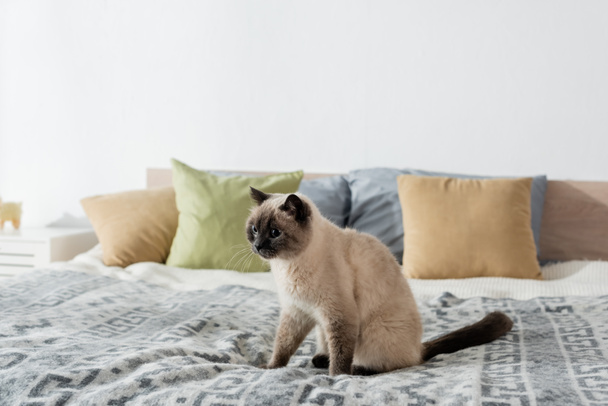 fluffy cat sitting on soft bed near pillows on blurred background - 写真・画像