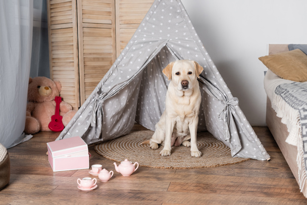 Labrador köpeği oyuncak çay seti ve oyuncak ayının yanındaki çadırda oturuyor. - Fotoğraf, Görsel
