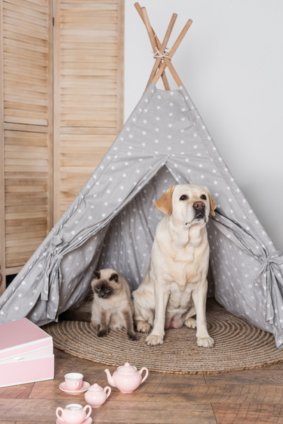 Köpek ve kedi oyuncak çay seti yakınındaki çadırda oturuyorlar. - Fotoğraf, Görsel