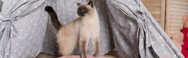 пушистый кот, выглядывающий из вигвама дома, баннер - Фото, изображение
