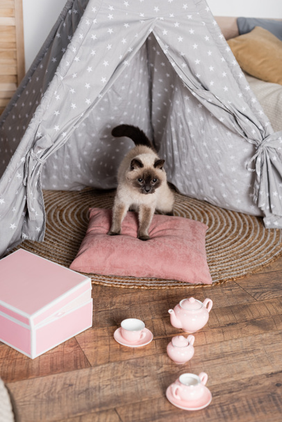 Oyuncak çay seti ve kutunun yanındaki çadırda yastıktaki tüylü kedi.  - Fotoğraf, Görsel