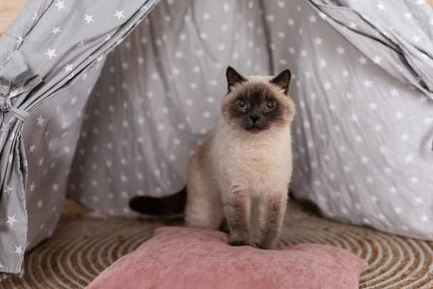 Kürklü kedi çadırda yastıkta oturuyor ve başka tarafa bakıyor. - Fotoğraf, Görsel