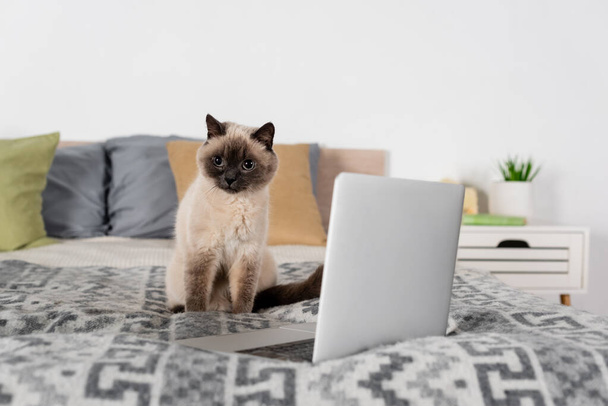 laptop and cat on soft bed near blurred pillows - Foto, Bild