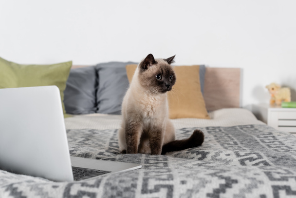 cat sitting on bed near laptop and blurred pillows - Фото, изображение