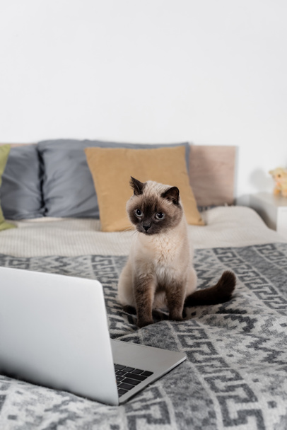 cat sitting on bed near computer and pillows on blurred background - Photo, image