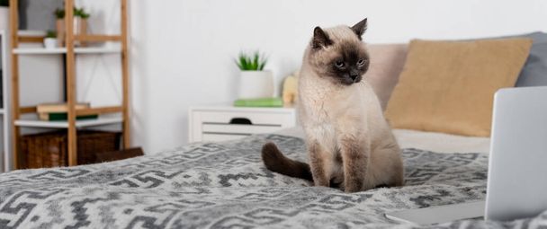 cat sitting on bed near laptop and pillows on blurred background, banner - Fotoğraf, Görsel