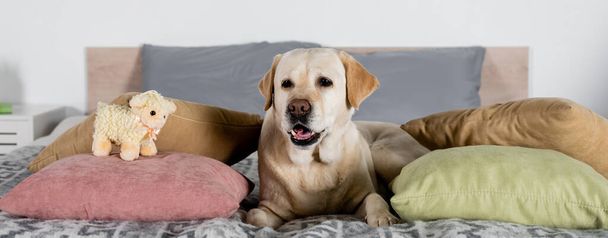 labrador pes ležící v blízkosti polštářů a hračka jehněčí na posteli, banner - Fotografie, Obrázek