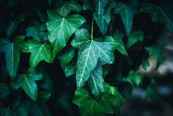 Green leaves (Hedera Helix) texture and background. Close up view. Foliage plant - Photo, Image