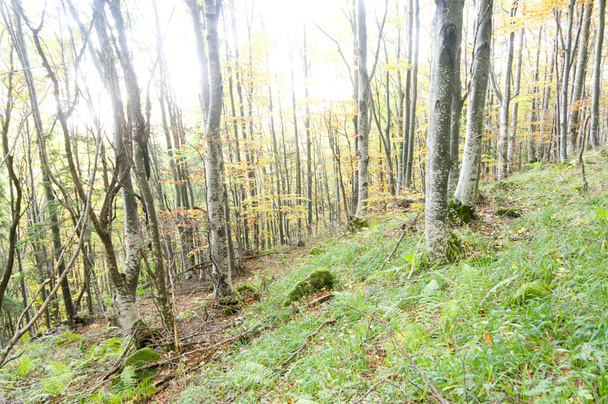 霧の秋の森 - 写真・画像