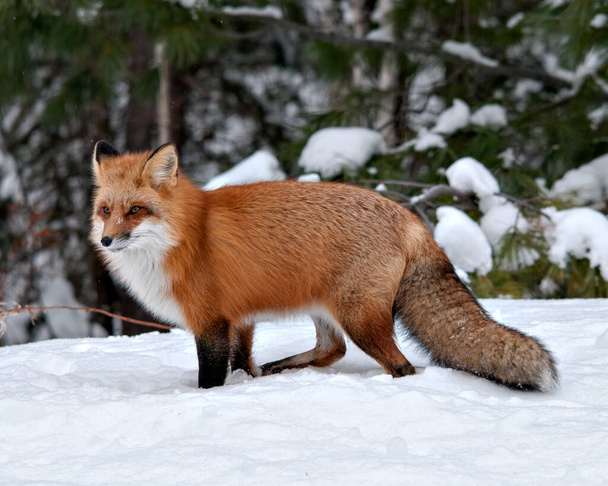 Red Fox stock photos. Fox close-up profile view in the winter season in its environment and habitat with blur forest  background displaying bushy fox tail, fur. Fox Image. Picture. Portrait - Foto, afbeelding