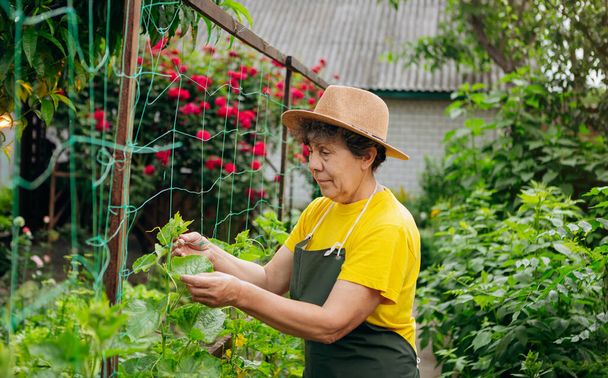 Счастливая старшая женщина-фермер в шляпе работает на маленькой ферме и выращивает огурцы. Концепция малого агропромышленного комплекса и работы в пенсионном возрасте - Фото, изображение