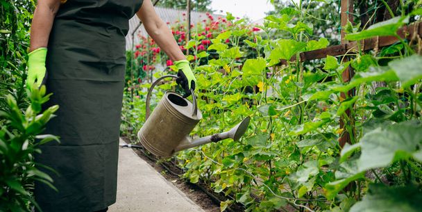 Mujer jardinero trabajando en su jardín. El concepto de jardinería, cultivo y cuidado de flores y plantas. - Foto, imagen