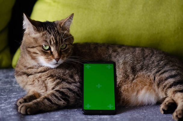Selektiver Fokus auf Telefon mit Greenscreen von Chromakey-Attrappe mit Tracking-Markern neben Katze. Grüner Bildschirm und Chroma-Taste mit Kopierraum. Das Konzept der Haustiere. - Foto, Bild