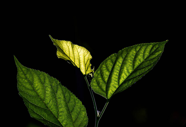 Żyły liści i światło słoneczne przechodzące przez liście morwy - Zdjęcie, obraz