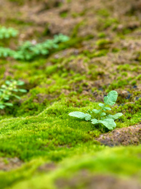 湿った石床に覆われた成長する新鮮な緑の苔のクローズアップ、選択的な焦点 - 写真・画像