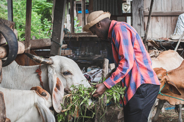 Agricoltore africano che alimenta le mucche con fieno ed erba in allevamento. Agricoltura e zootecnia - Foto, immagini