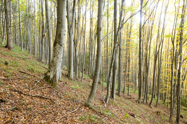 Nebliger Herbstwald - Foto, Bild