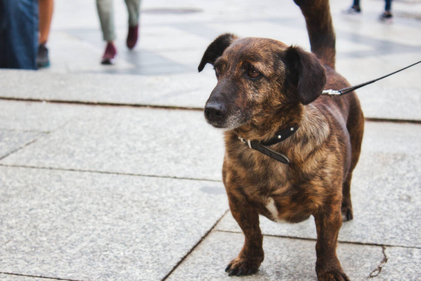 Μικρό σκυλί με λουρί σε ένα πολυσύχναστο πεζοδρόμιο στην πόλη - Φωτογραφία, εικόνα