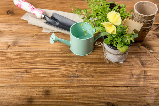 Young seedlings of flowers with garden tools on wooden table. Viola and lobelia. - Photo, Image