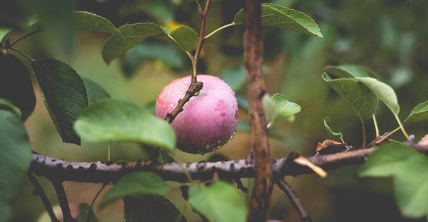 Прекрасный вид на яблоню утром после дождя. Капли дождя на яблоко. Тонизированное фото с виньетированием и мягким светом окружающей среды. - Фото, изображение