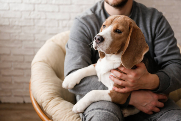 Unrecognizable man sitting in a papasan chair petting the adorable beagle pup on his lap. Sleepy dog chilling with his human friend. Close up, copy space, background. - Zdjęcie, obraz