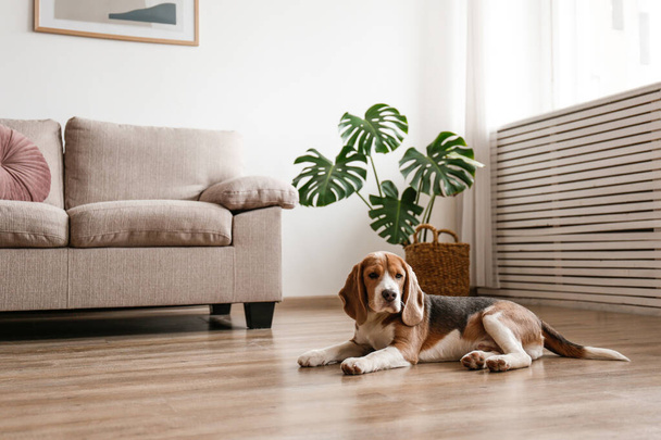 Cute beagle dog with big ears laying on a floor. Adorable and funny pup with brown, black and white markings resting at home. Close up, copy space for text, interior background. - Foto, Bild