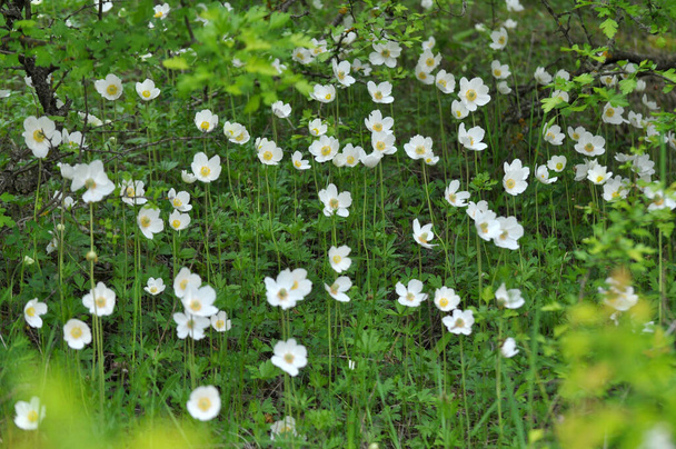 Wiosną w dziczy, w lesie kwitnie Anemon sylvestris - Zdjęcie, obraz