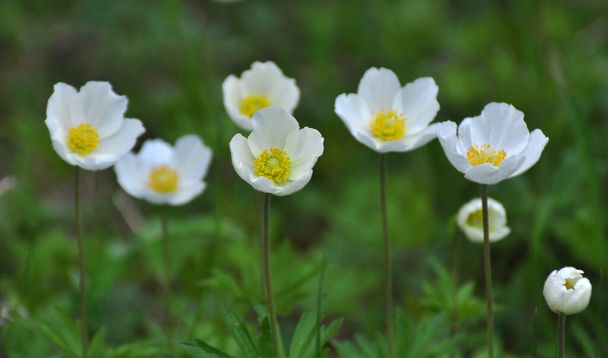 Im Frühling in freier Natur, im Wald blüht Anemone sylvestris - Foto, Bild