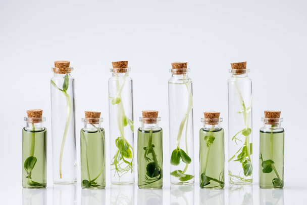 Test tube with plant in laboratory. Chlorophyll extract, Micro greens or sprouts of raw live sprouting vegetables sprout from organic plant seeds. Growing  fresh plants, diet, healthy food - Фото, зображення