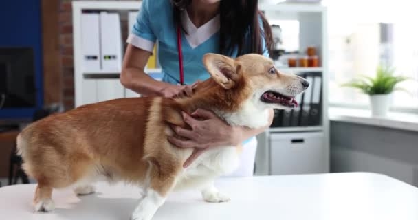 Tierarzt führt ärztliche Untersuchung des Hundes in Klinik durch - Filmmaterial, Video