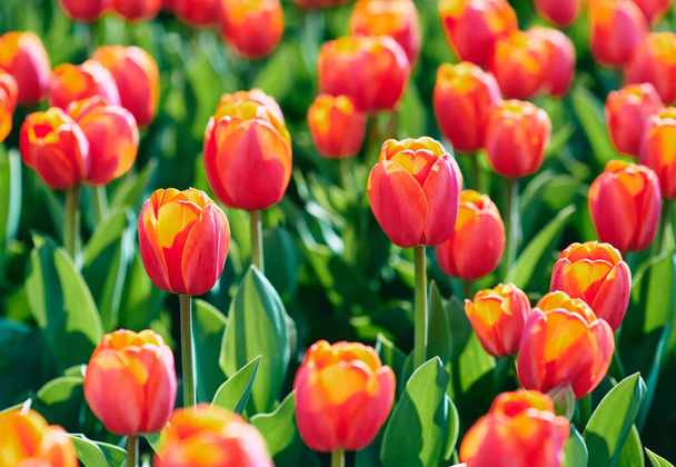 Increíbles tulipanes anaranjados y amarillos al aire libre. Naturaleza, flores, primavera, concepto de jardinería - Foto, imagen