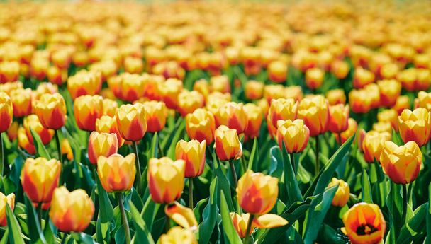 Increíbles tulipanes anaranjados y amarillos al aire libre. Naturaleza, flores, primavera, concepto de jardinería - Foto, imagen