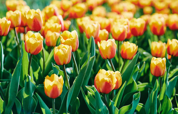 Удивительно цветущие оранжевые и желтые тюльпаны на улице. Природа, цветы, весна, садоводство - Фото, изображение