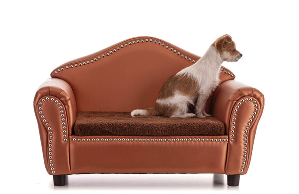 Retrato de un pequeño cachorro de raza mixta sobre un pequeño sofá sobre un fondo blanco - Foto, imagen