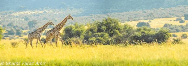 Autentyczne prawdziwe doświadczenie safari Południowej Afryki w buszu w rezerwacie przyrody - Zdjęcie, obraz