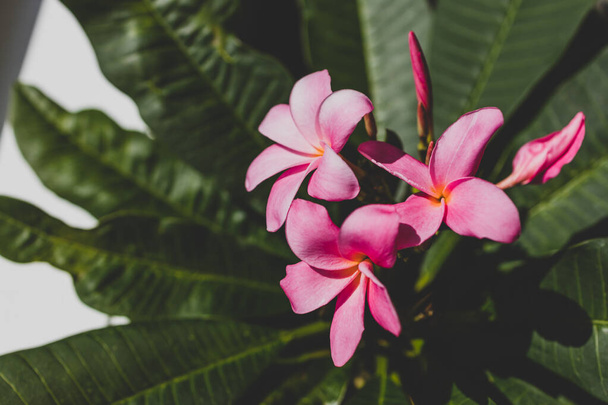 close-up of frangipani plumeria plant with pink flowers shot at shallow depth of field - Foto, immagini